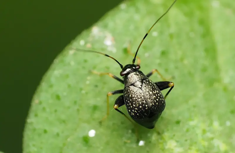 Black and White Bug