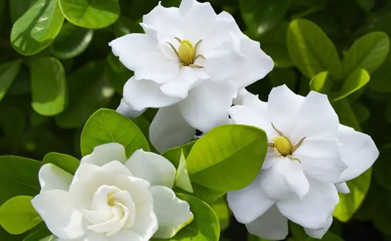 White Flower with Yellow Center