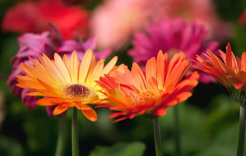 Orange and Yellow Flowers