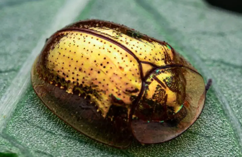 Bugs That Look Like Ladybugs