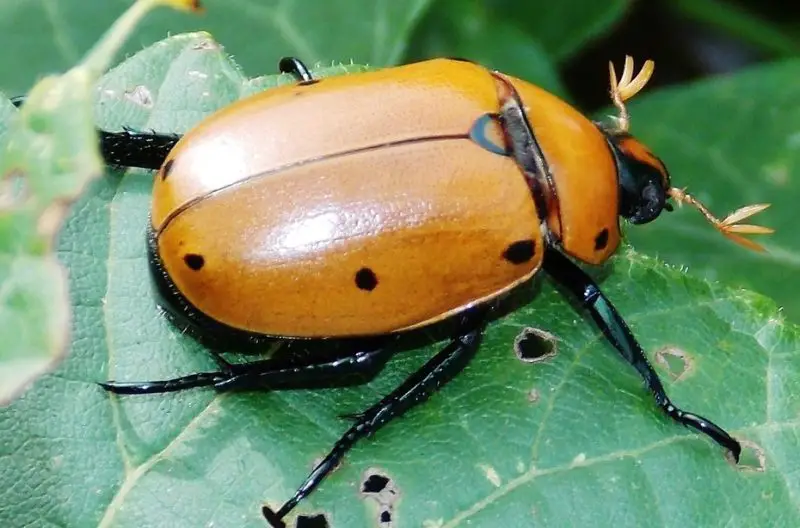 Bugs That Look Like Ladybugs