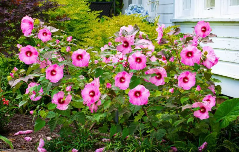 Perennial Flowers that Bloom All Summer