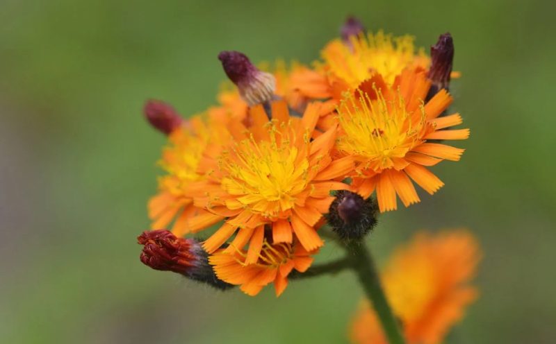 Orange and Yellow Flowers