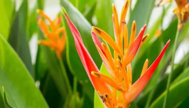 Orange and Yellow Flowers