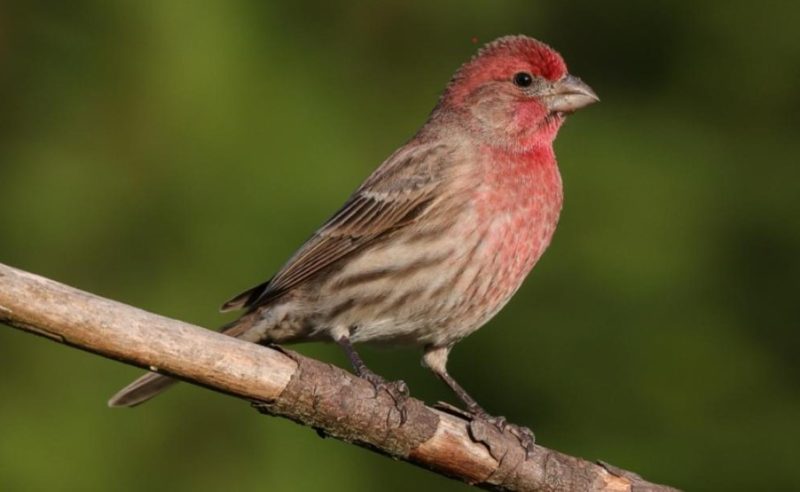 Finches in Florida