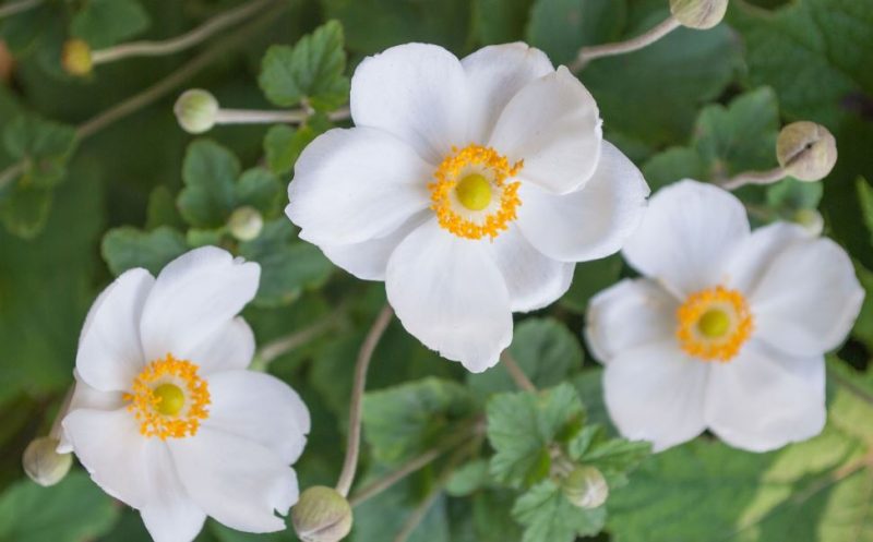 White Flower with Yellow Center