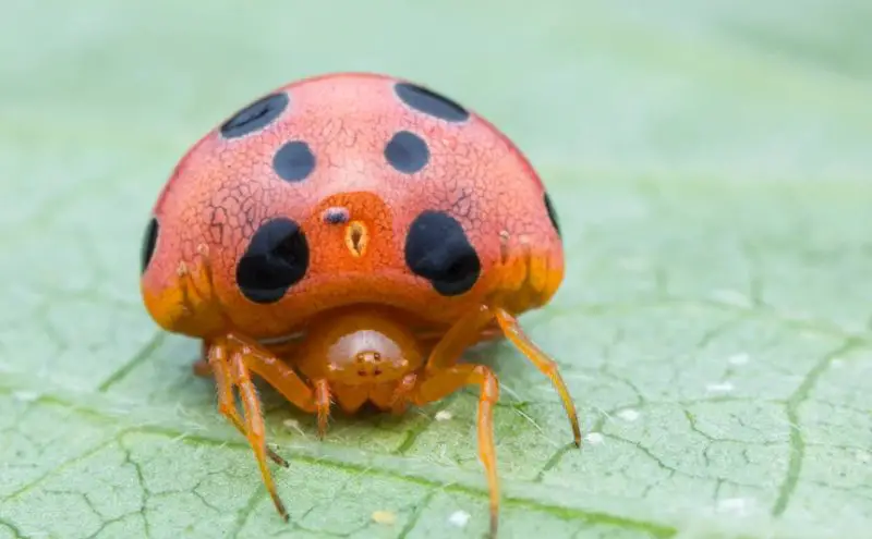 Bugs That Look Like Ladybugs