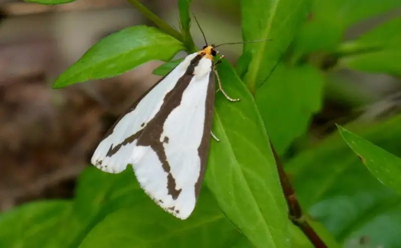 Black and White Bug