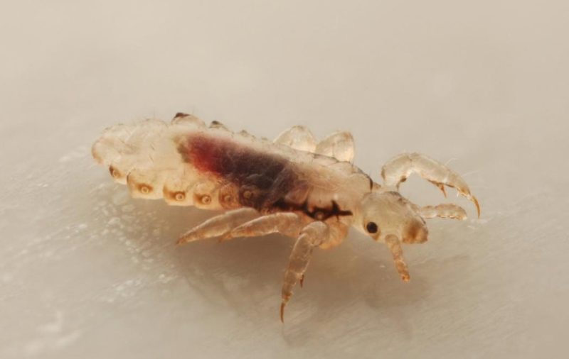 Bugs That Look Like Fleas