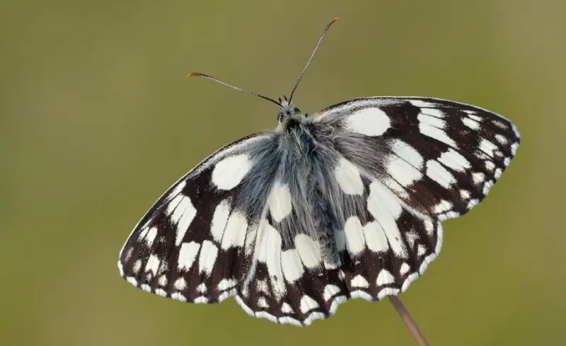 Black and White Bug