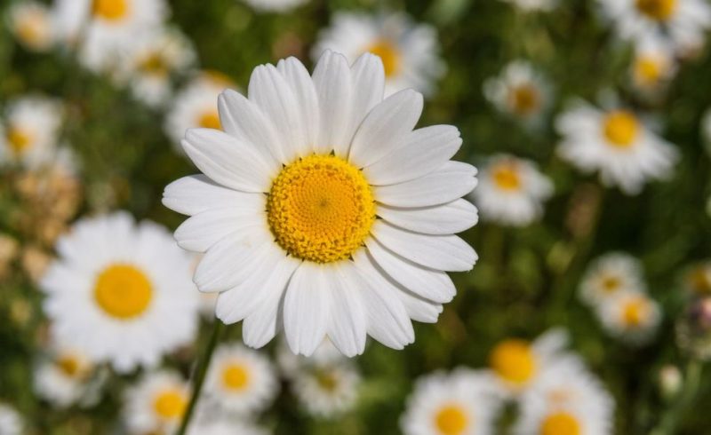 White Flower with Yellow Center