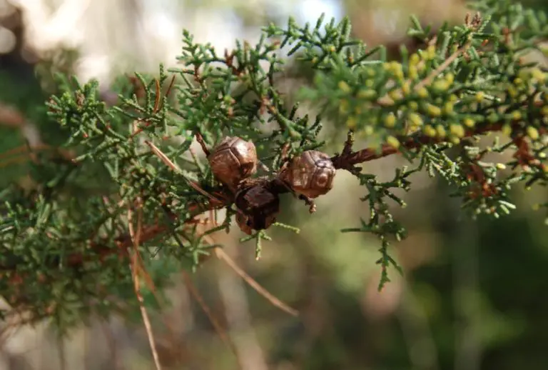 25 Types of Cypress Trees (Pictures and Identification)