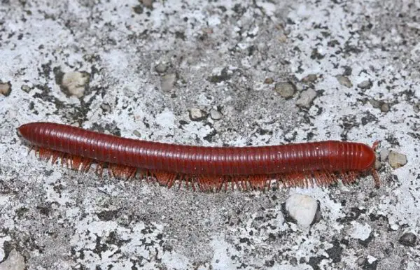 24 Red Small Bug Species (Pictures and Identification)