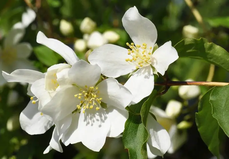 Shrubs for Full Sun