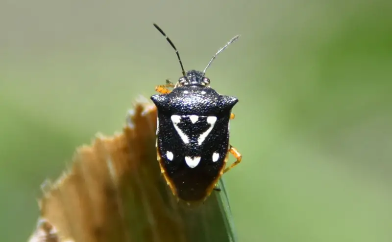 Black and White Bug