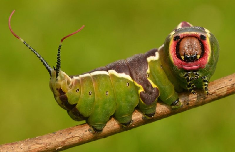 Cute Caterpillar