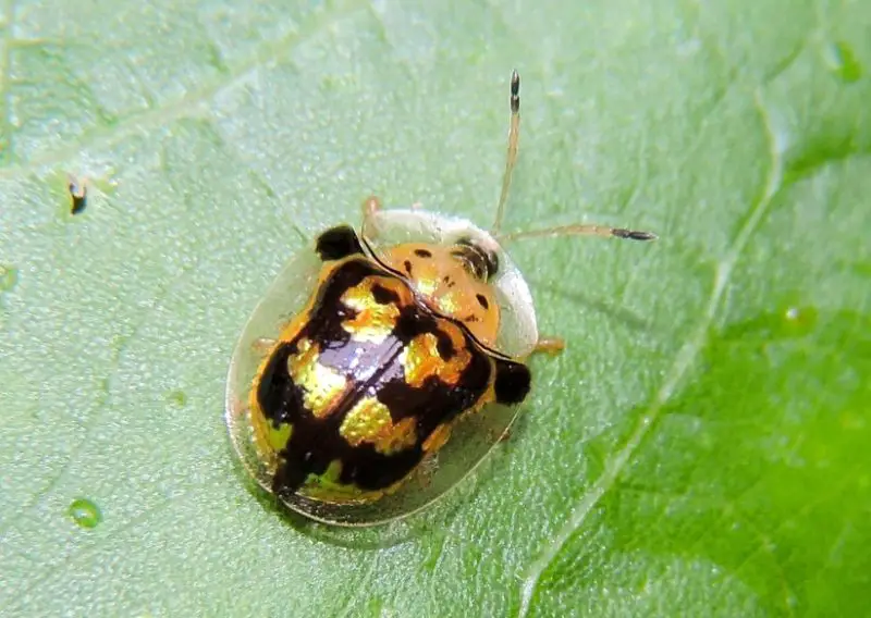 Bugs That Look Like Ladybugs