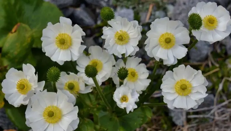 White Flower with Yellow Center