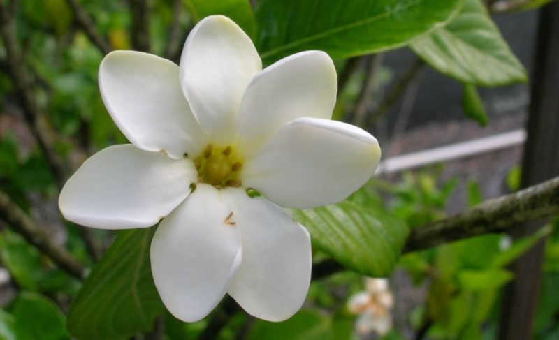 White Flower with Yellow Center