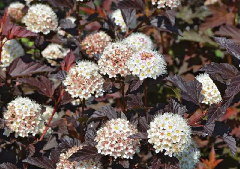 Shrubs for Full Sun