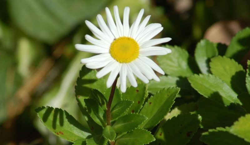 White Flower with Yellow Center