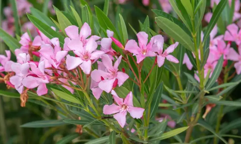 Shrubs for Full Sun