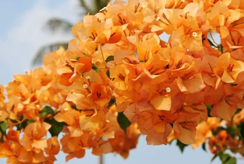 Orange and Yellow Flowers