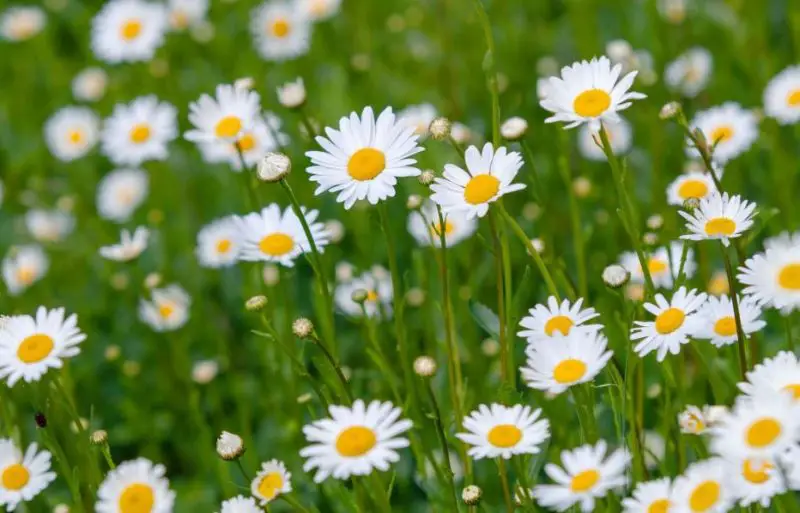 White Flower with Yellow Center