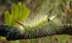 21 Types of Hairy Caterpillars (Pictures and Identification)