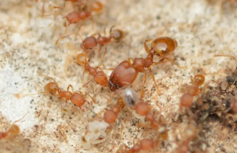 Tiny Red Ants