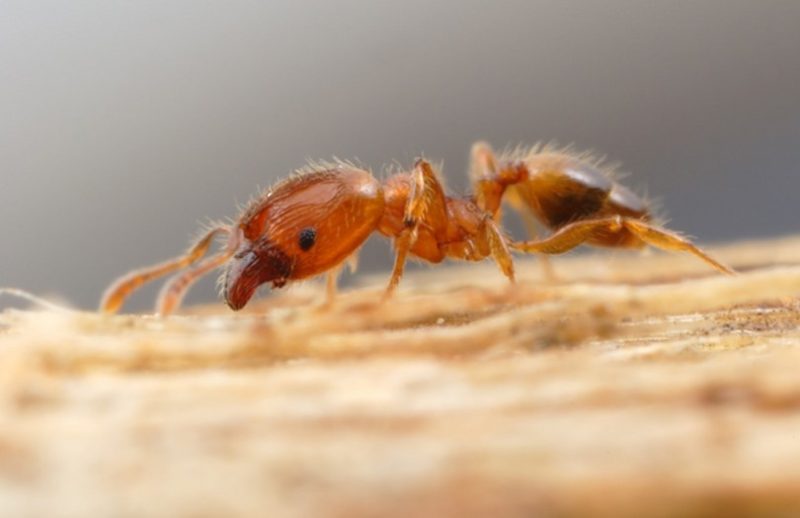 Tiny Red Ants