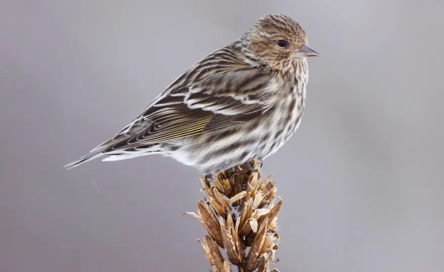 40 Birds of Arkansas (Pictures and Identification)