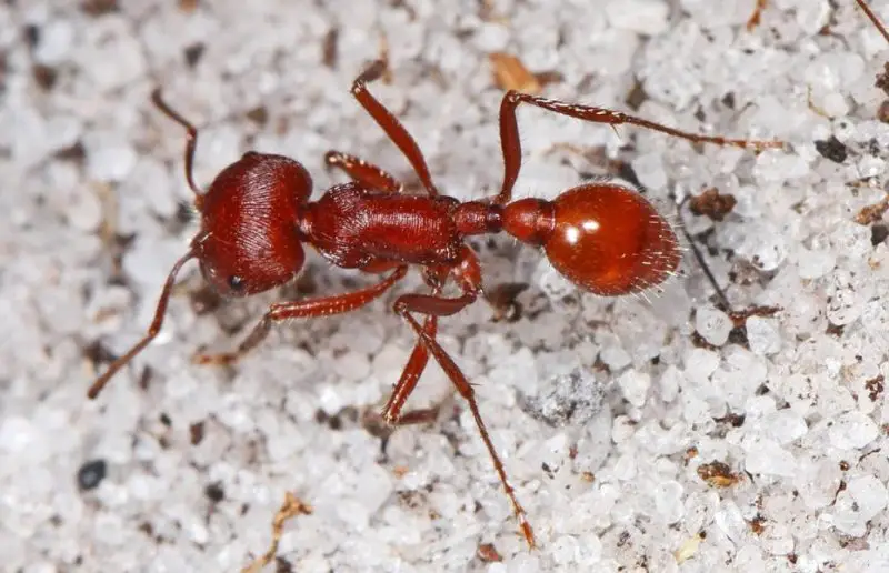 16 Types of Tiny Red Ants (Pictures and Identification)