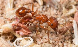 16 Types of Tiny Red Ants (Pictures and Identification)