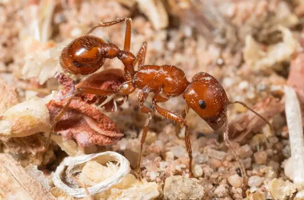 Tiny Red Ants