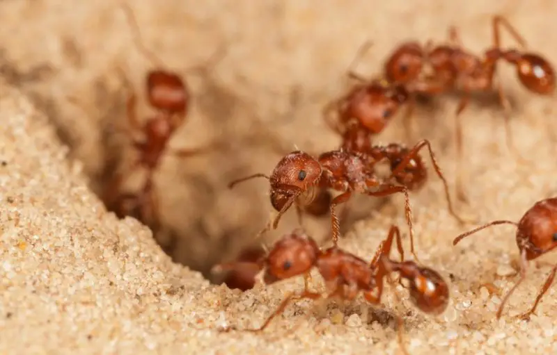 Tiny Red Ants