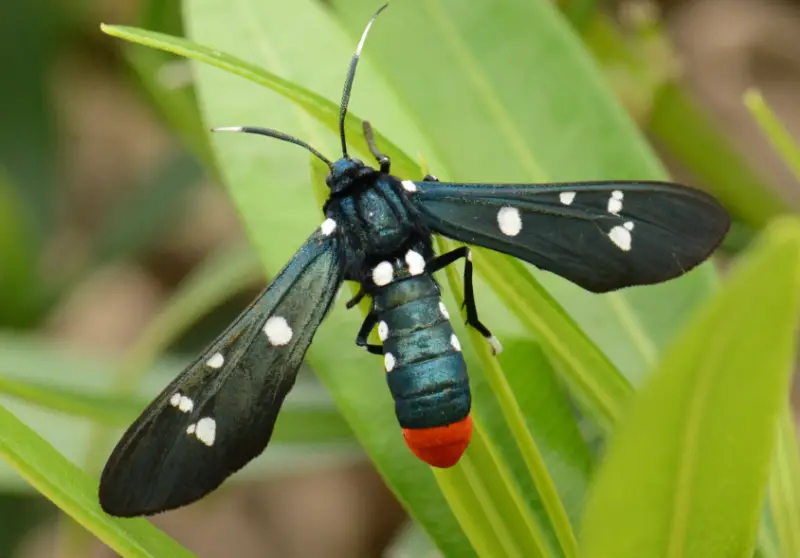 Black and White Bug