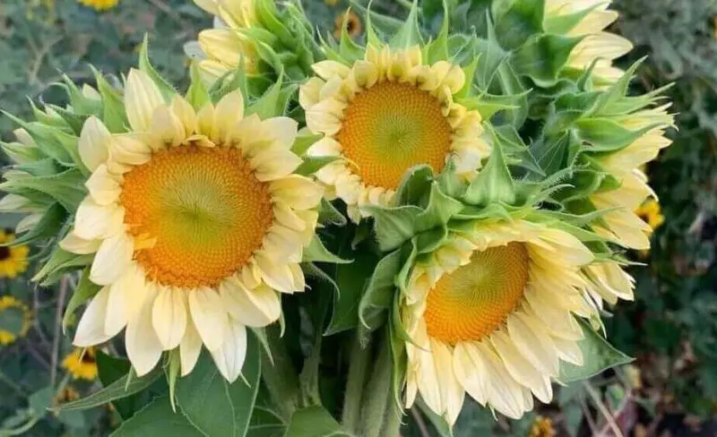 White Flower with Yellow Center