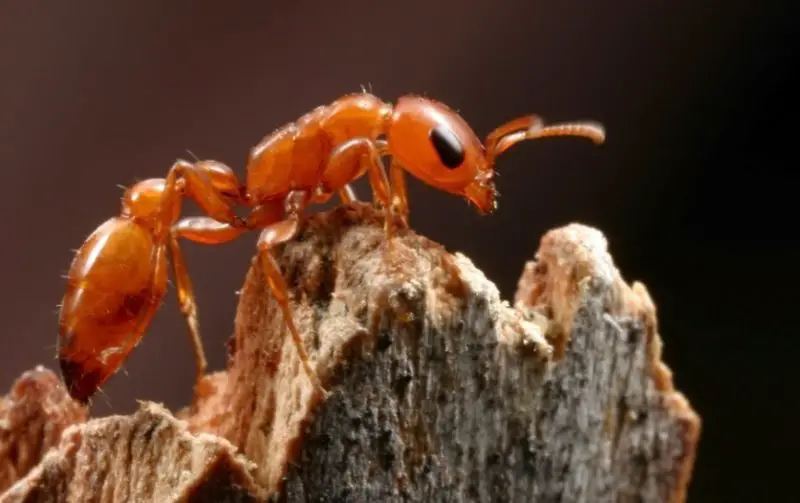 Tiny Red Ants