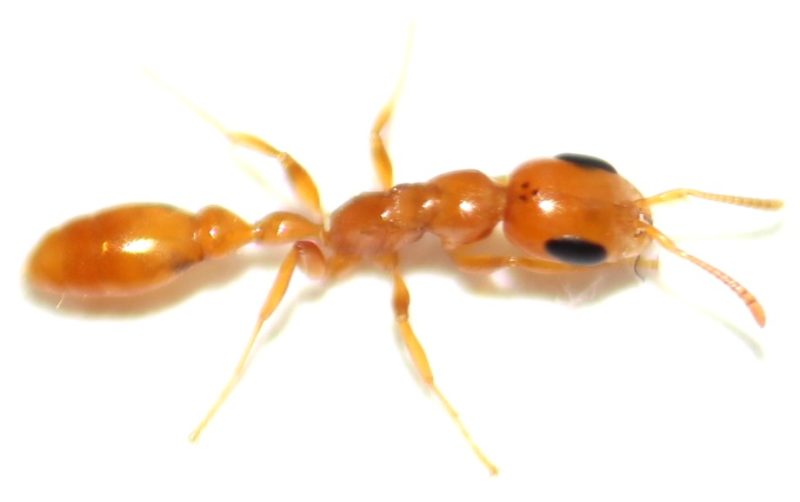 16 Types of Tiny Red Ants (Pictures and Identification)