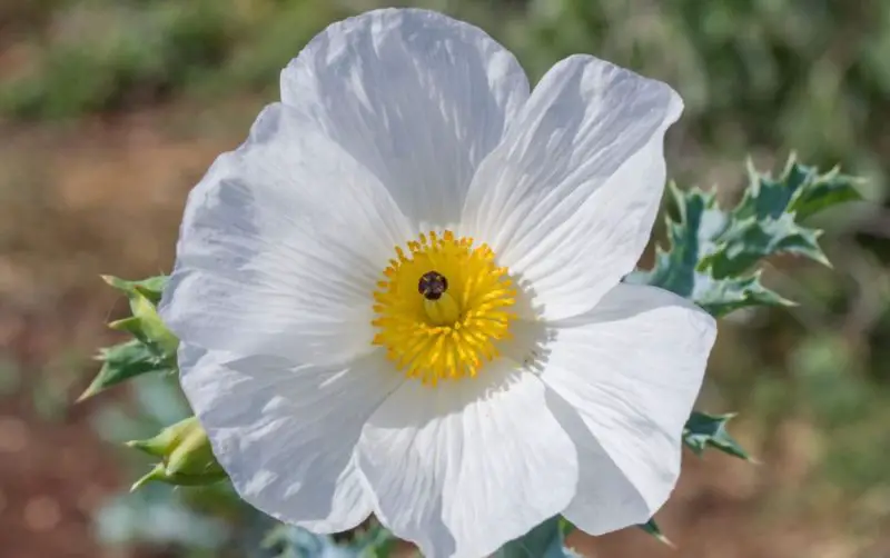 White Flower with Yellow Center