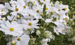35 White Flowers with Yellow Centers (Pictures and Names)