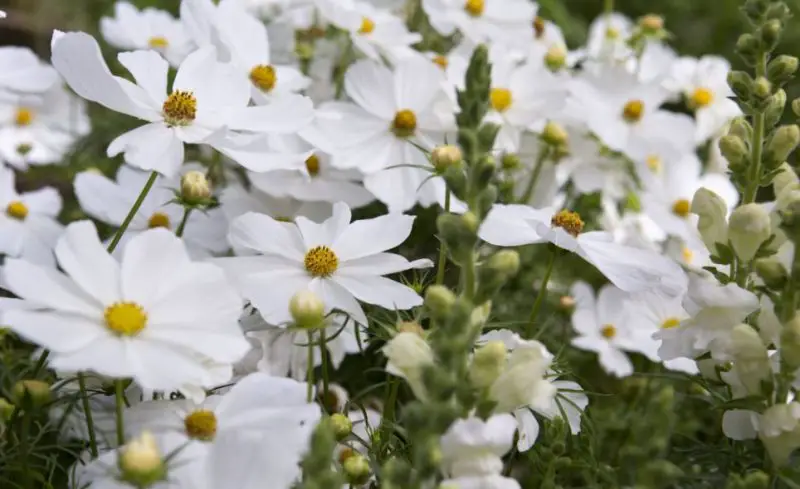 White Flower with Yellow Center