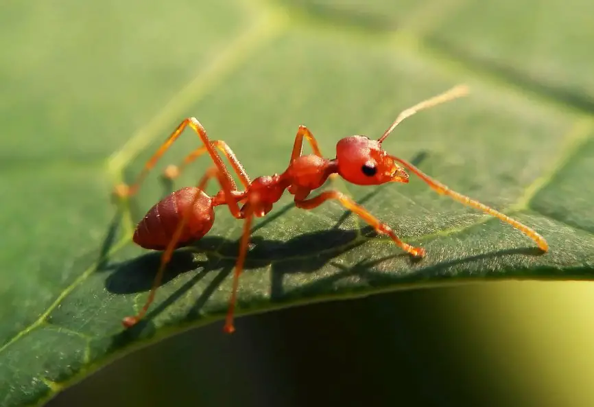 24-red-small-bug-species-pictures-and-identification