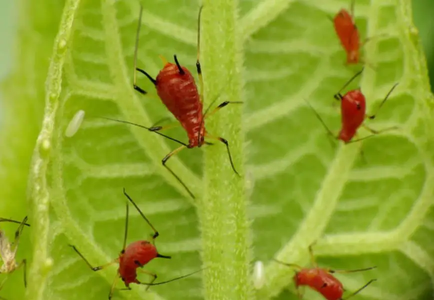 24-red-small-bug-species-pictures-and-identification