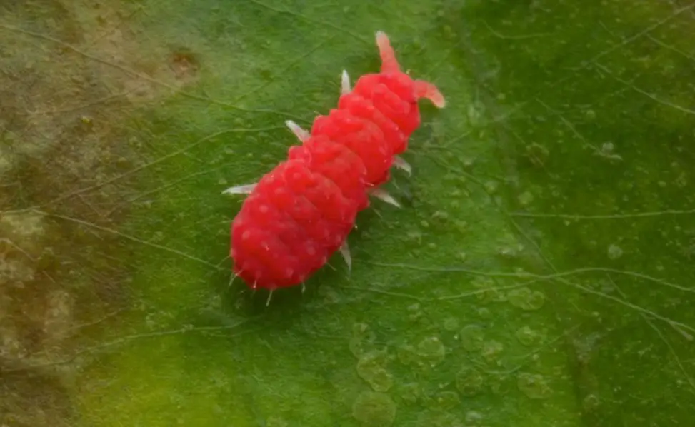 24 Red Small Bug Species (Pictures and Identification)