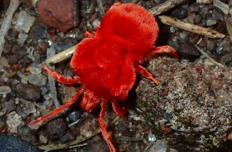 Red Small Bug