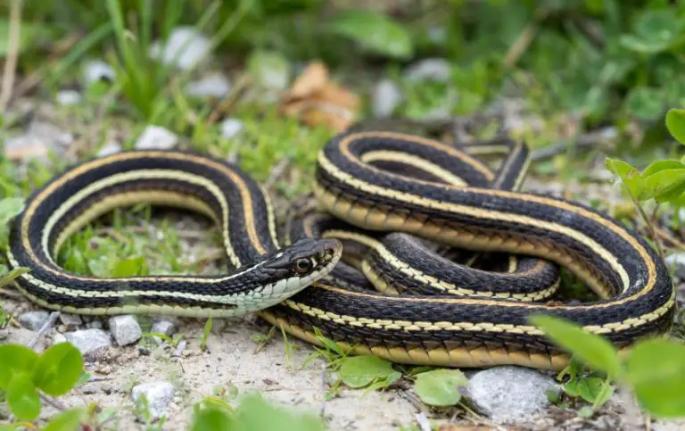 10 Types of Snakes in Maine (Pictures and Identification)