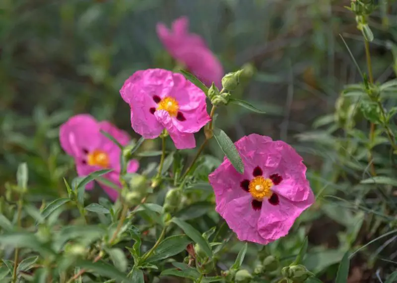 Shrubs for Full Sun