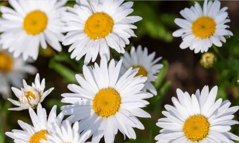 White Flower with Yellow Center